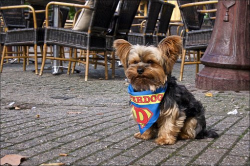 Having a try in Amsterdam